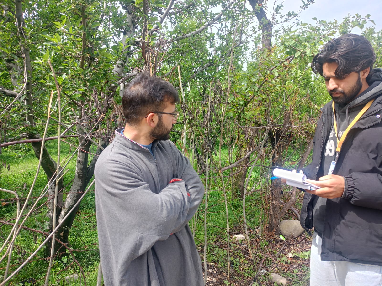 Kashmir Apple Study Field Photo