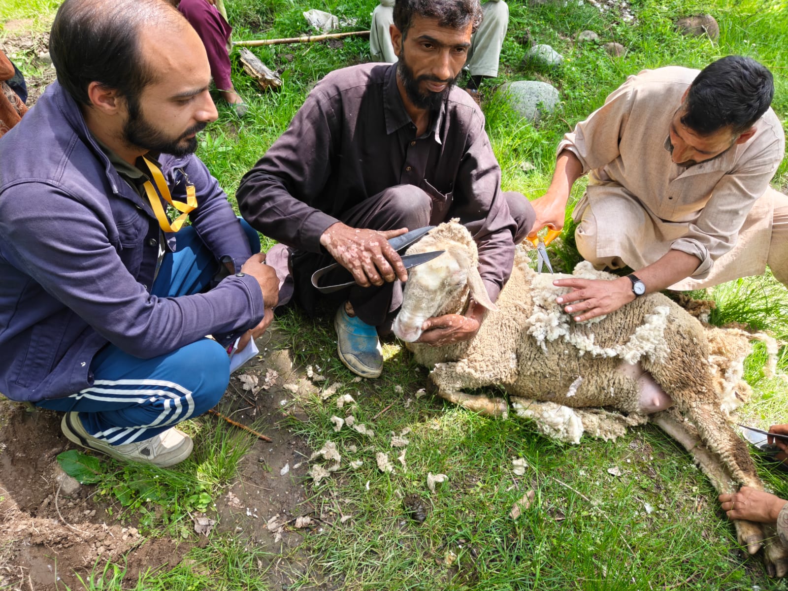 Kashmir Apple Study Field Photo